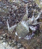 Crab at Kailua bay